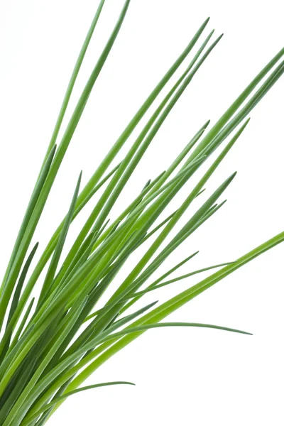 Chive on white background — Stock Photo, Image