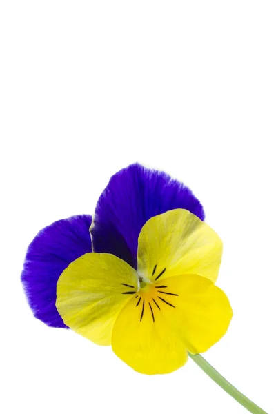 Viola cornuta kwiat — Zdjęcie stockowe