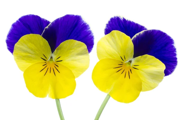 Viola cornuta blomma — Stockfoto