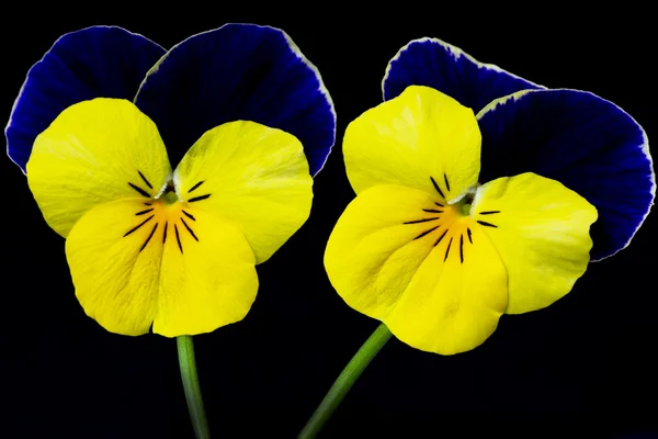 Viola cornuta flower — Stock Photo, Image