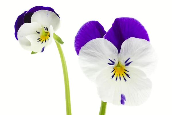 Viola cornuta flor — Fotografia de Stock