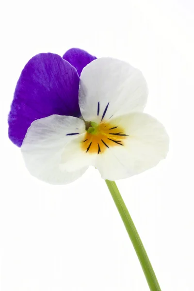 Віола cornuta квітка — стокове фото
