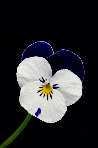 Viola flor de cornuta —  Fotos de Stock