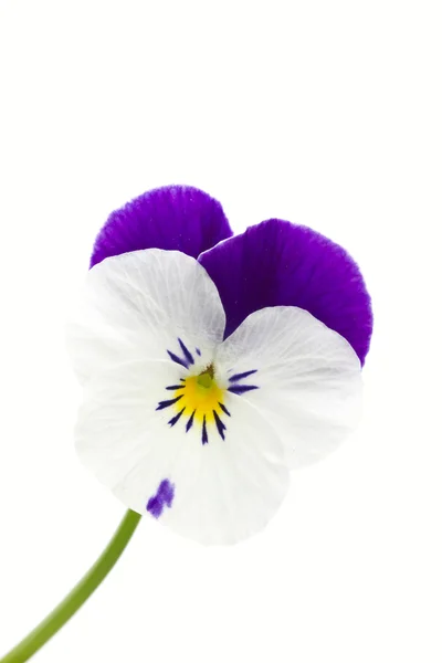 Viola cornuta virág — Stock Fotó