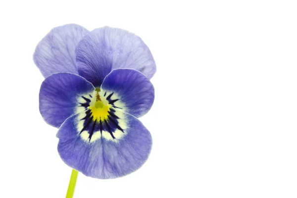Віола cornuta квітка — стокове фото