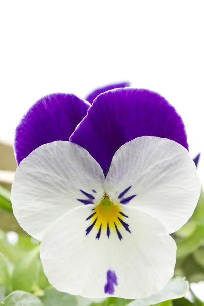 Viola flor de cornuta — Foto de Stock