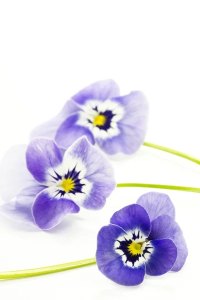 비올라 cornuta 꽃 — 스톡 사진