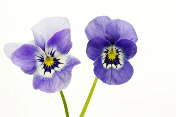 Viola cornuta fleur — Photo