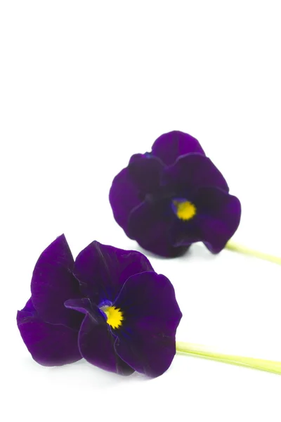 Viola flor de cornuta —  Fotos de Stock