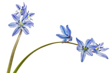 Sibirya Squill 'i (Scilla Siberica)