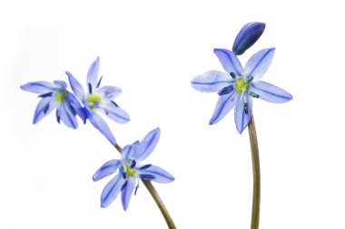 Sibirya Squill 'i (Scilla Siberica)