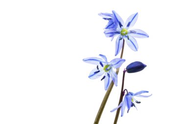 Sibirya Squill 'i (Scilla Siberica)