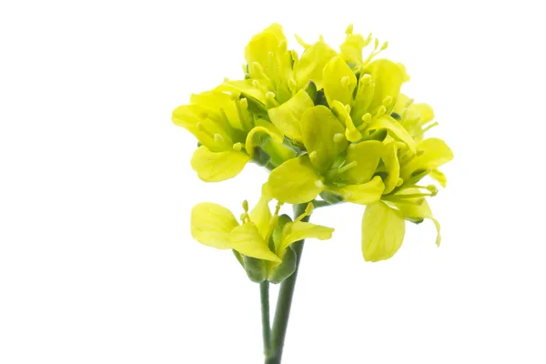 Żółty kwiat Whitlowgrass (Draba aizoides) — Zdjęcie stockowe