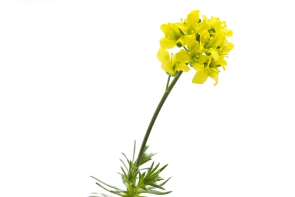 黄色の Whitlowgrass 花 (イヌナズナ aizoides) — ストック写真