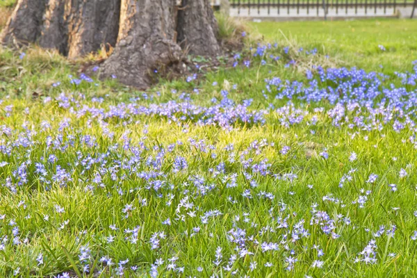 시 베리 아강 쥐 (Scilla siberica)) — 스톡 사진