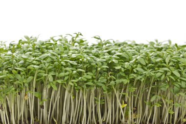 Young cress seedlings clipart