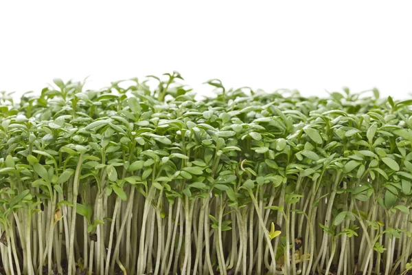 Young cress seedlings — Stock Photo, Image