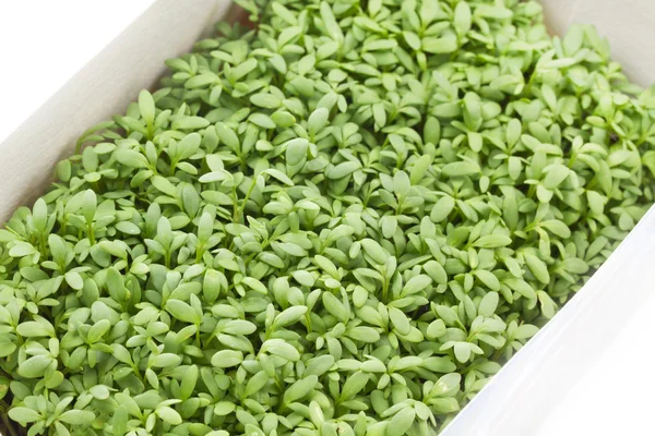 Young cress seedlings in a box — Stock Photo, Image