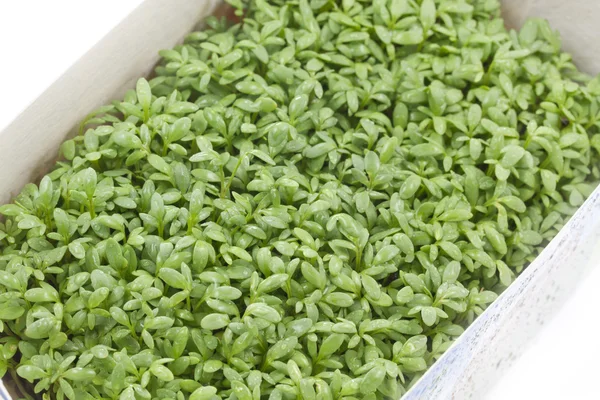 Young cress seedlings with dropsof water — Stock Photo, Image