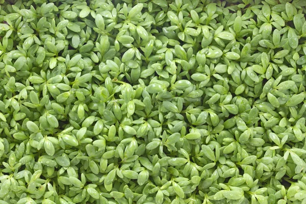 Young cress seedlings as background — Stock Photo, Image