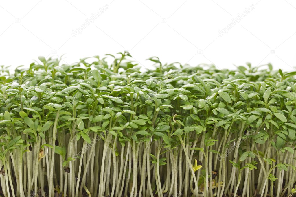 Young cress seedlings