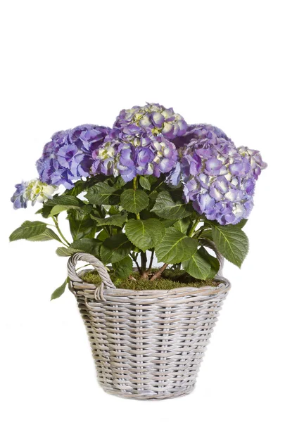 Purple Hydrangea flower in a pot — Stock Photo, Image