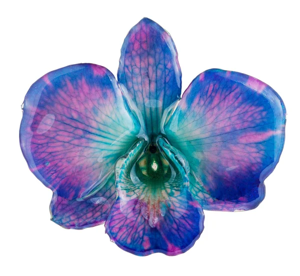 Illustration orchid botanical Hand Drawn Watercolor Botanical