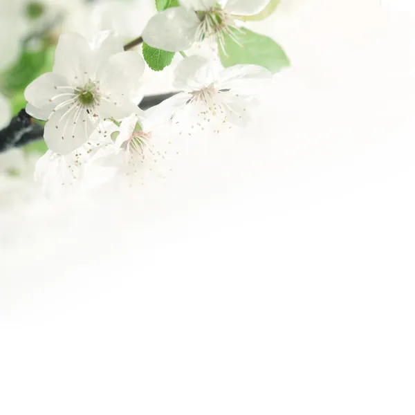 Flores fondo blanco fotos de stock, imágenes de Flores fondo blanco sin  royalties