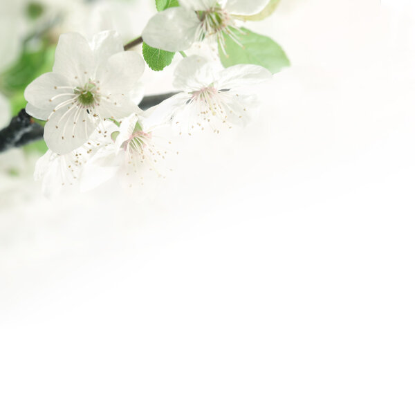 Spring blossoming flower on the white background. Space for text