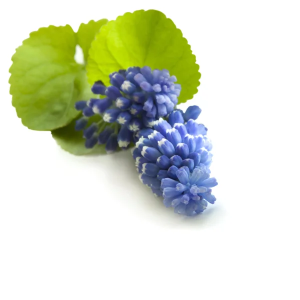 Blå blommor hyacinter — Stockfoto