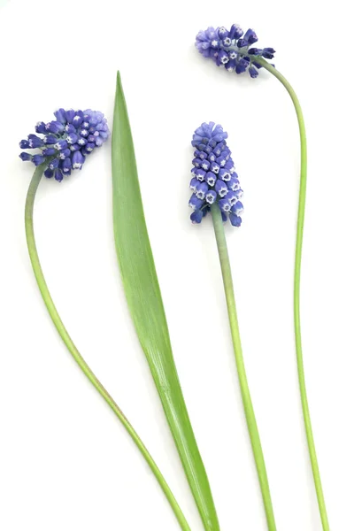 A collection of hyacinths isolated — Stock Photo, Image