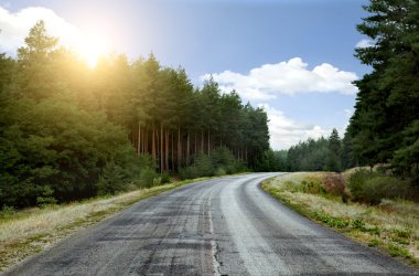 bir çam ormanının içinde road