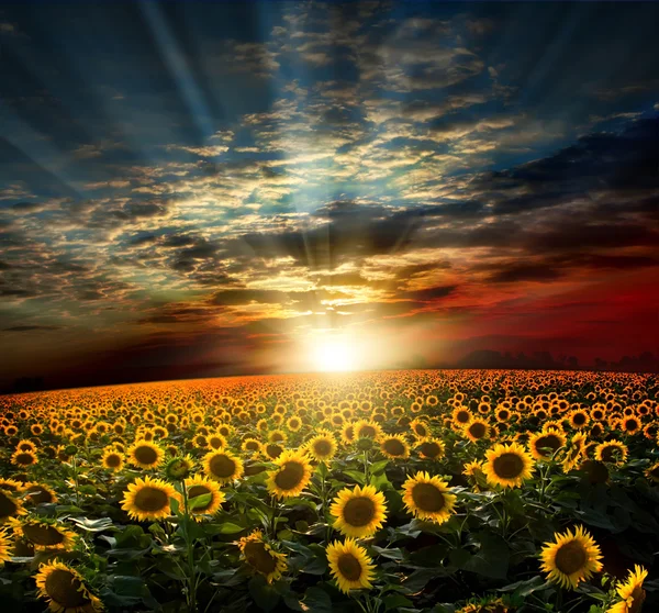 Ett fält av solrosor i solnedgången — Stockfoto