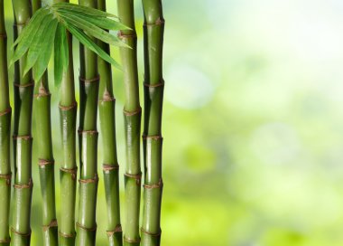 yeşil renkli taze sert Çin bambu