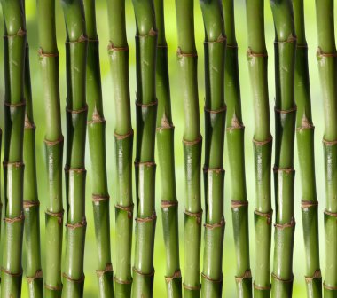 yeşil renkli taze sert Çin bambu