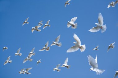 Pigeons in the sky clipart