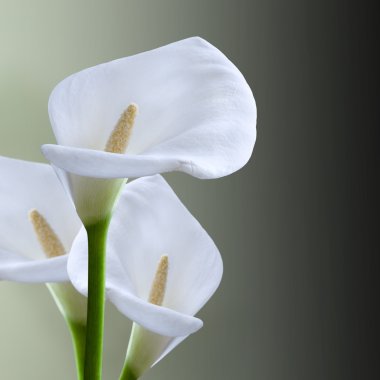 kala çiçek. Makro. yakın çekim. izole