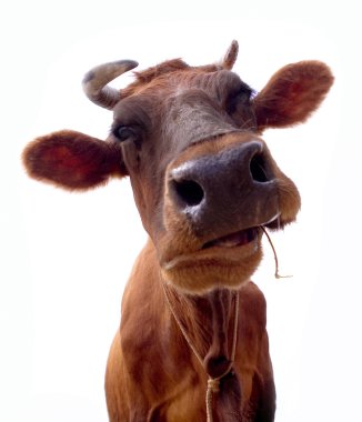 Cow on a white background. It is isolated clipart