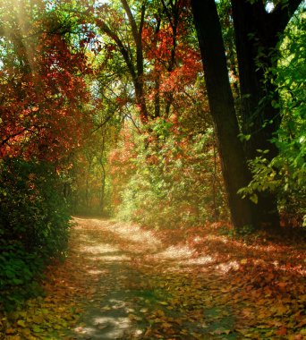 Sonbahar parkında ağaçlar