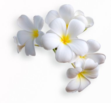 Frangipani tropical flowers from deciduous tree, plumeria clipart