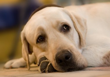 Altın labrador retriever portresi