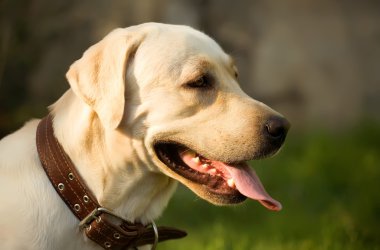 Altın labrador retriever portresi