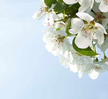 elma çiçeği yakın çekim. beyaz çiçekler