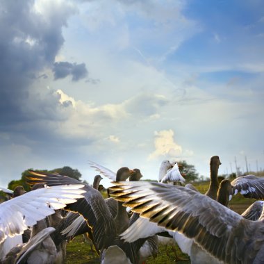 Wild goose chase on green lawn with daisies and blue cloudy sky background clipart