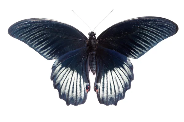 Motýl morpho rhetenor cacica izolované na bílém pozadí — Stock fotografie