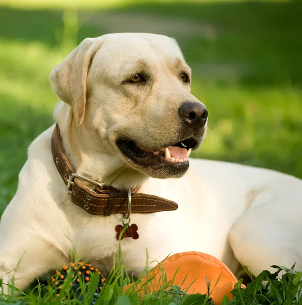 黄金拉布拉多犬的画像 — 图库照片