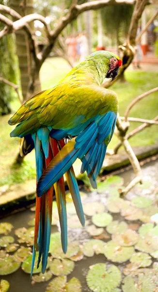 鹦鹉在丛林中。岛巴厘岛 — 图库照片