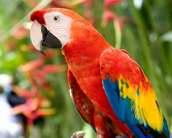 Papegoja i djungeln. ön bali — Stockfoto