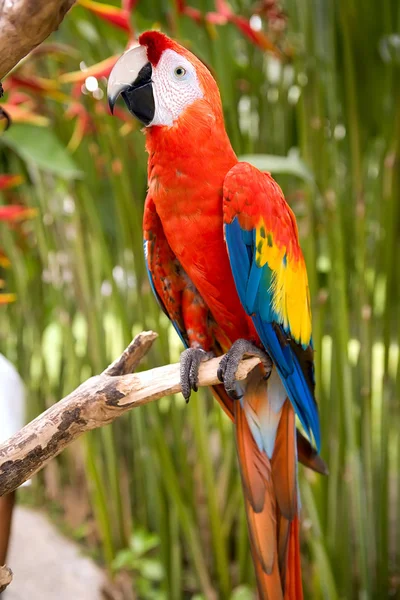 Papagaio na selva. Ilha de Bali — Fotografia de Stock