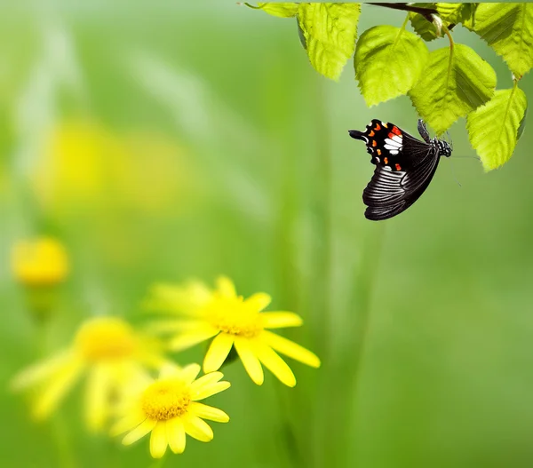 Одуванчики с бабочкой на лугу — стоковое фото